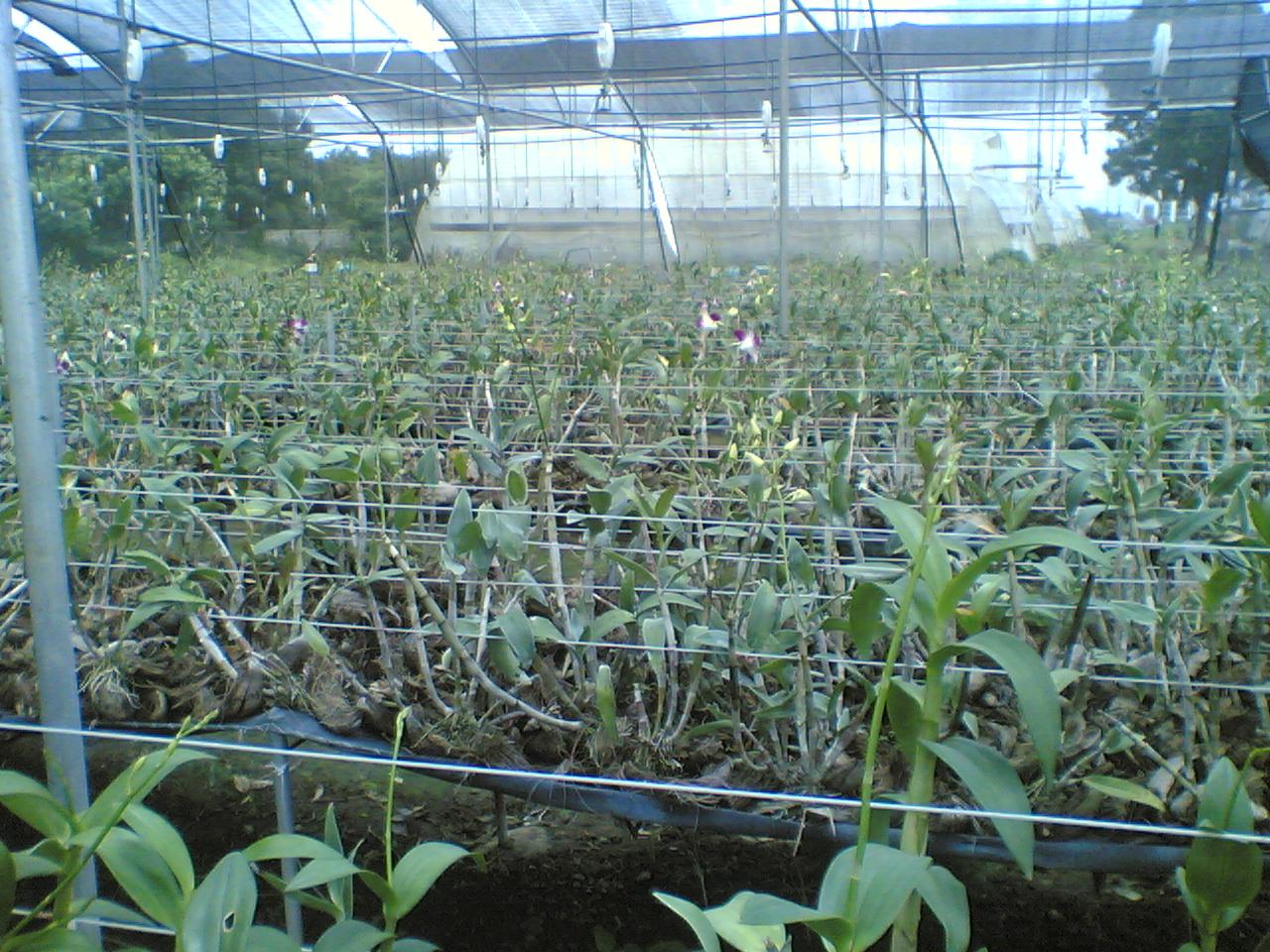 Greenhouse Project 72